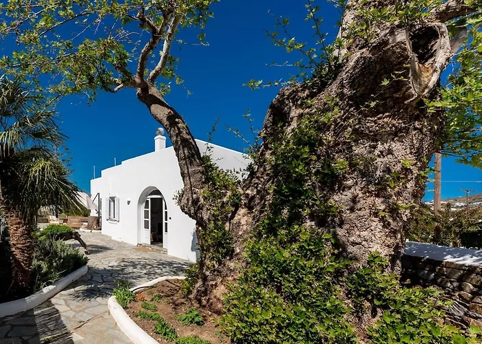 Plane Tree In Parikia Páros