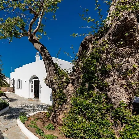 Plane Tree In Parikia Páros